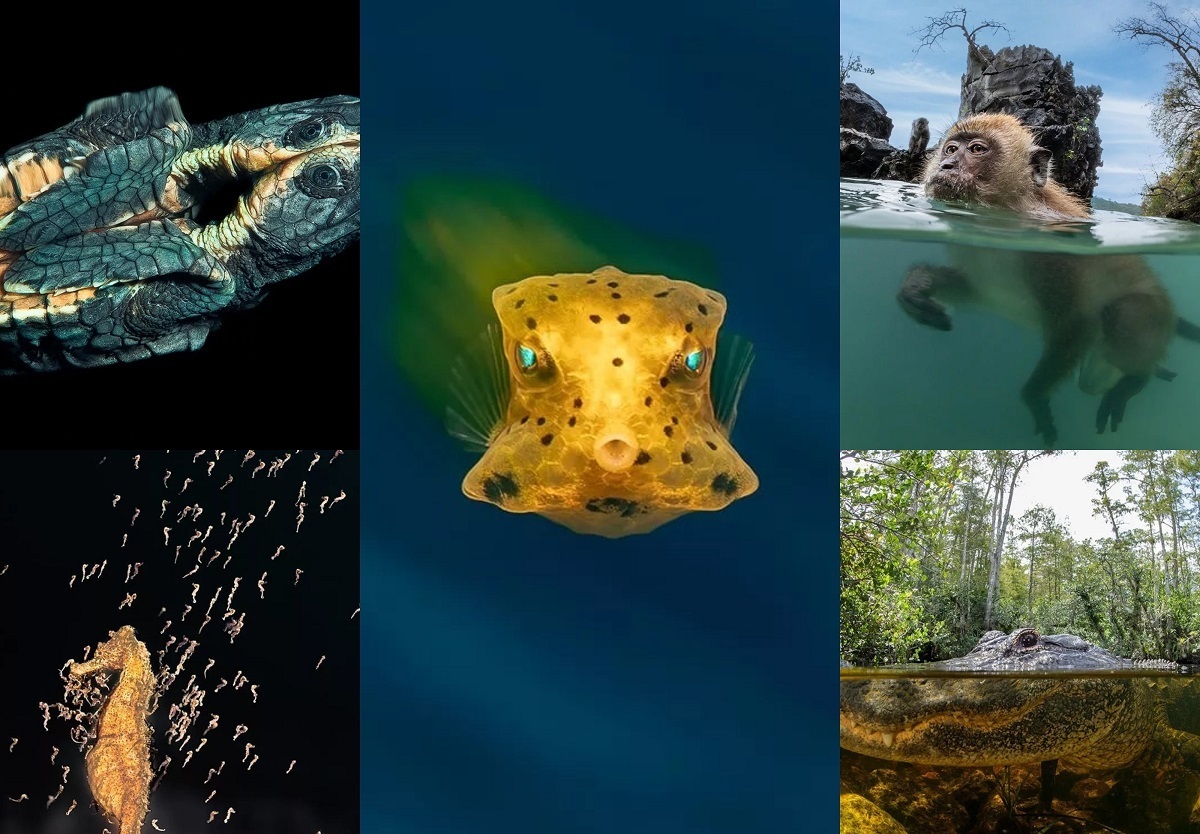 برندگان مسابقه عکاسی زیر آب ۲۰۲۳ + تصاویر و توضیحات