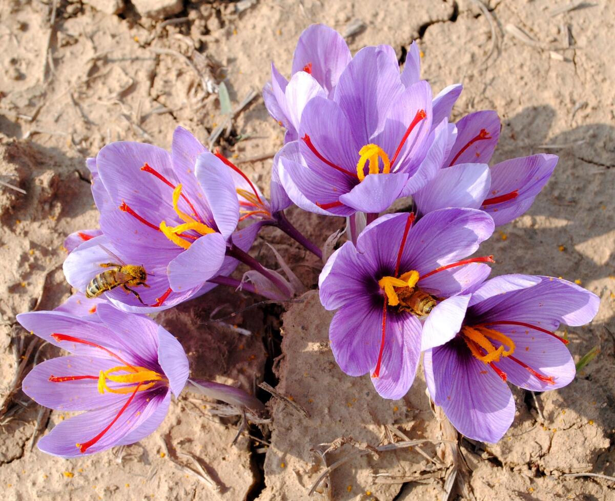 ۲عامل اصلی کاهش ۵۰درصدی تولید زعفران در ایران شناسایی شد