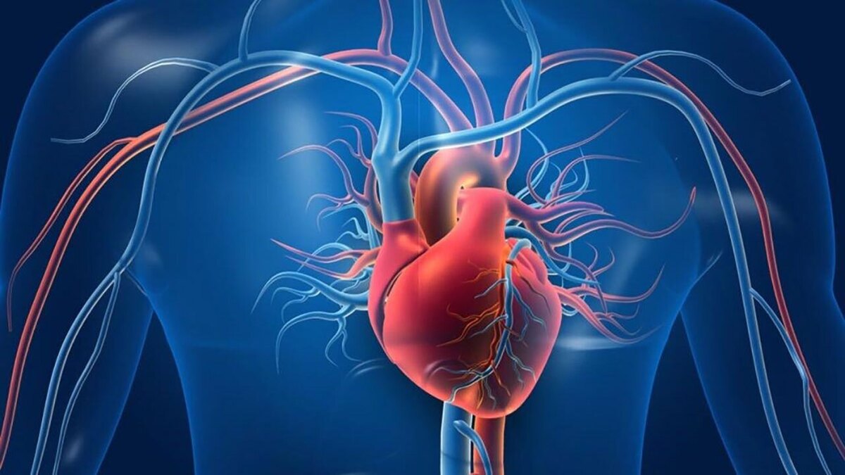 اینفوگرافی| از کجا بدانید قلبتان سالم است؟