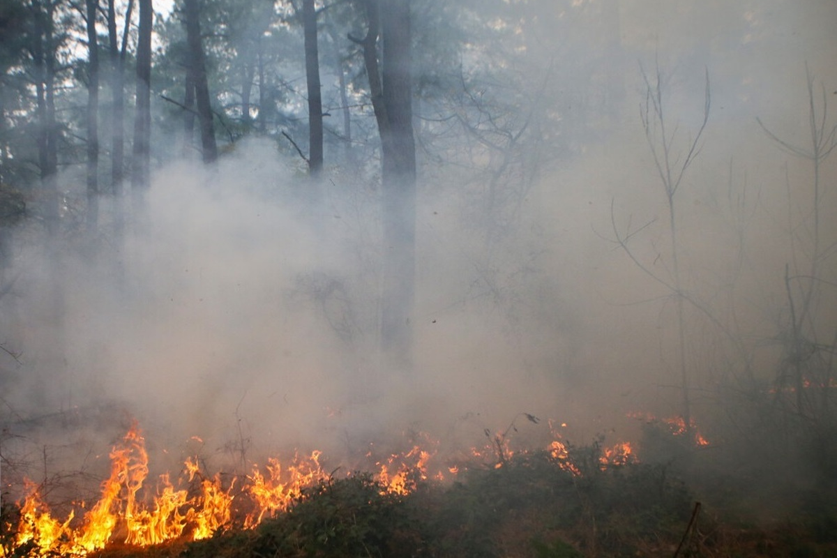 ویدئو | آتش‌سوزی در جنگل کلاردشت