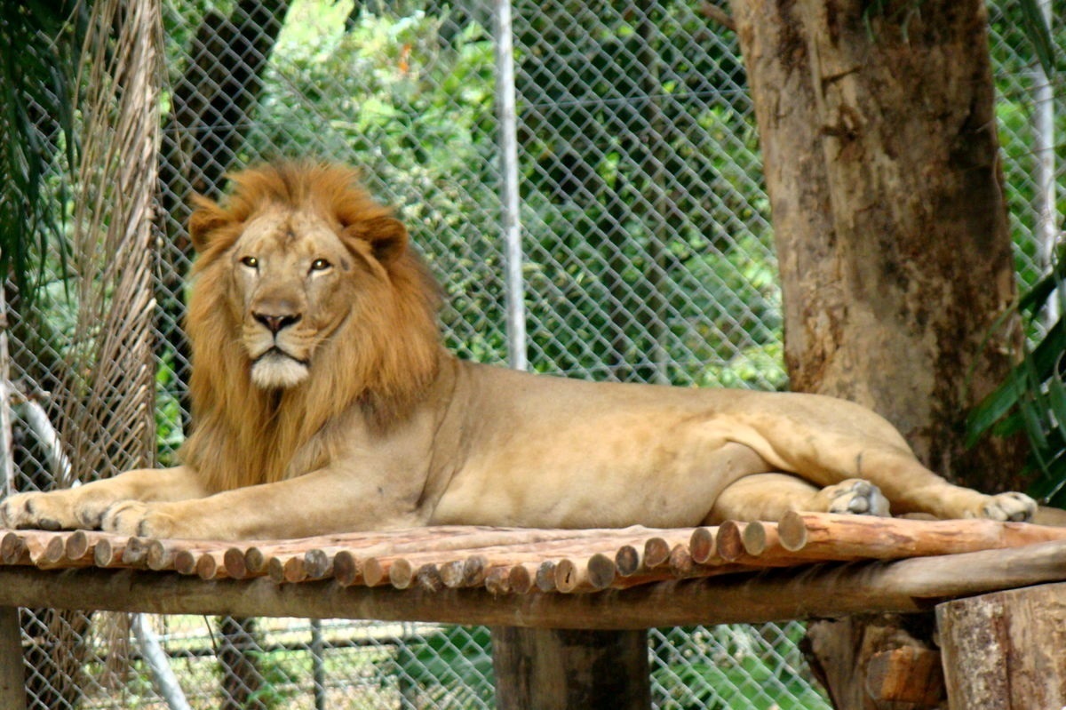 شیر نر باغ وحش مشهد تحت درمان بیماری انگلی است (۲۲ بهمن ۱۴۰۲)