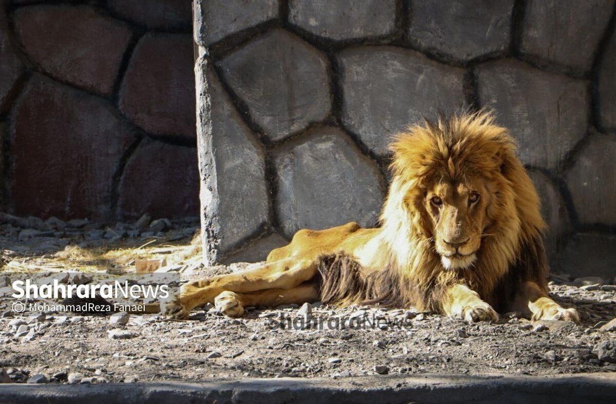 شیر باغ وحش وکیل آباد مشهد مریض است | منتفی بودن سوء تغذیه حیوان درنده+ فیلم و عکس