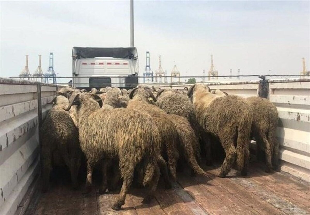 ۱۶۰ رأس گوسفند سرقتی در حاشیه شهر مشهد کشف شد (۲۸ بهمن ۱۴۰۲)