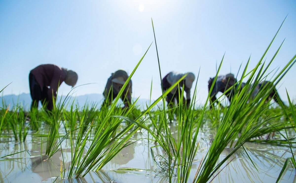خبر خوش برای برنج‌کاران شمال | دستور ویژه رئیس‌جمهور برای خرید برنج شمال