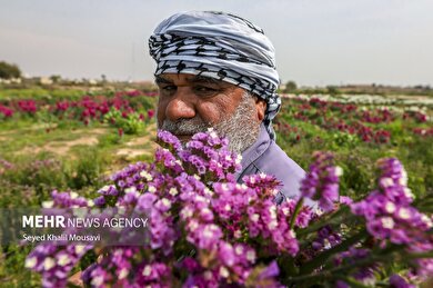 ایران زیباست | برداشت گل در حمیدیه خوزستان