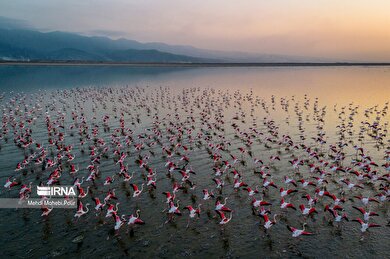 ایران زیباست | میانکاله سرزمین فلامینگو‌ها - ۲