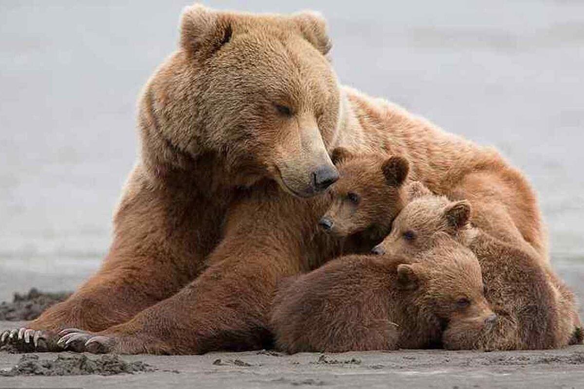 ویدئو | ۴ قلاده خرس قهوه‌ای در منطقه حفاظت شده دنا