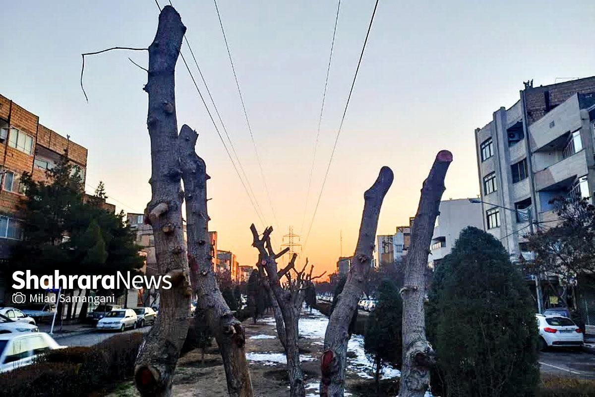 گلایه شهروندان مشهدی از هرس درختان بلوار شهیدان سلامی | علت چه بود؟