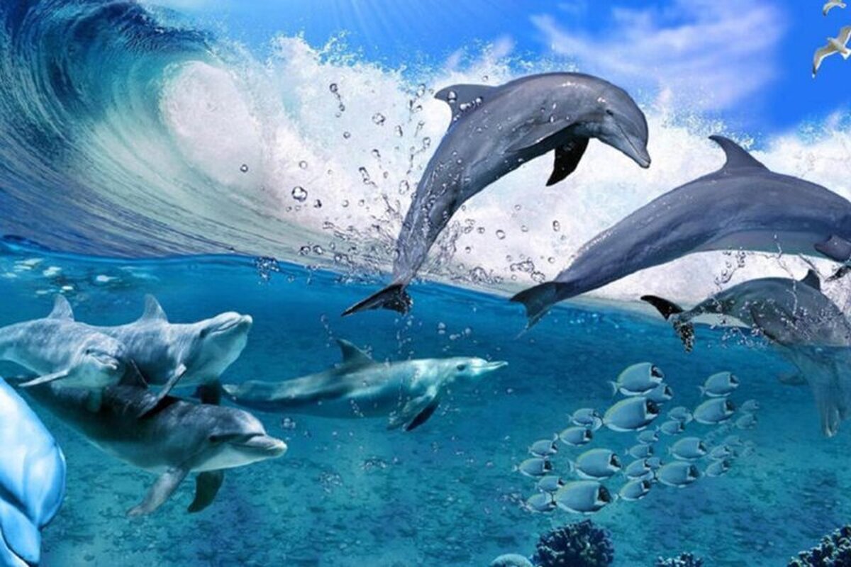ویدئو| حضور گله دلفین‌ها در نزدیکی سواحل کیش
