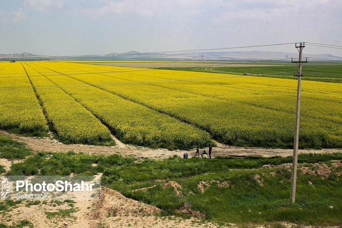۷۰۰ هکتار از اراضی زراعی مشهد، زیر کشت کُلزا قرار دارند