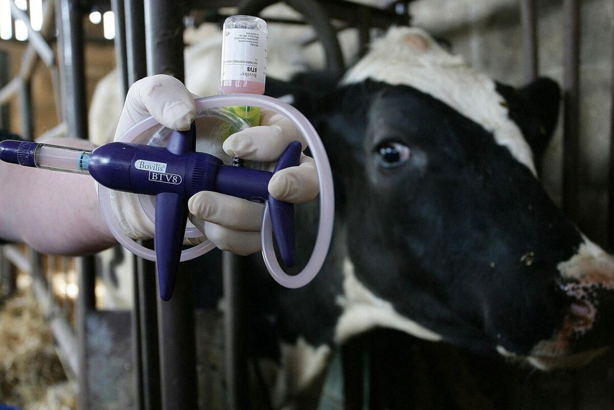 مصرف شیر خام عامل اصلی انتقال بیماری تب مالت به انسان
