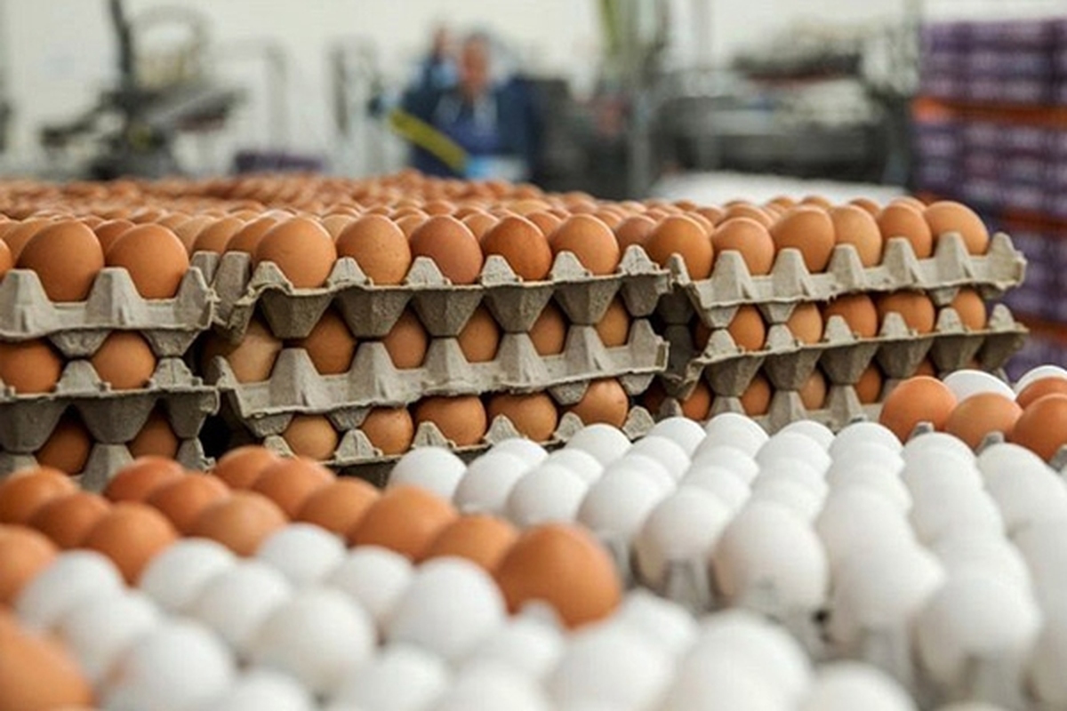 به دستور وزارت جهاد کشاورزی صادرات تخم مرغ به روال خود برگشت