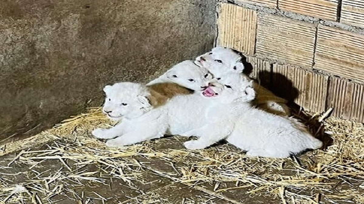 ویدئو| زندگی چهار توله شیر سفید کمیاب کرج