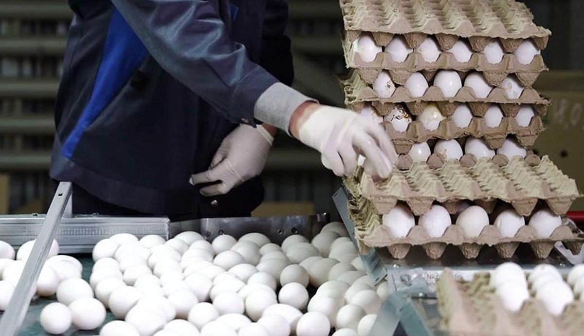 قیمت جدید تخم مرغ اعلام شد (۶ اردیبهشت‌ماه ۱۴۰۲)