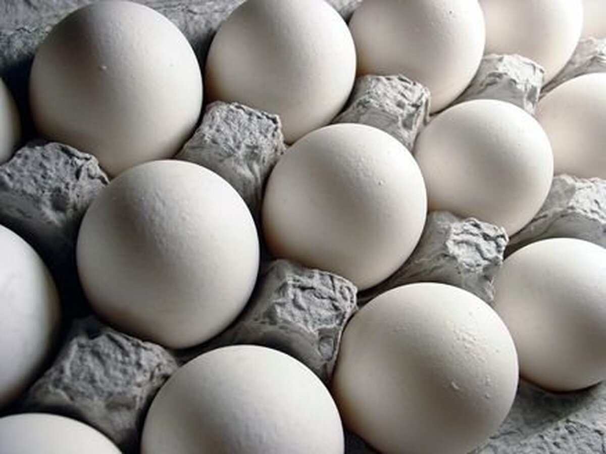 وزارت جهاد کشاورزی اصلاح قیمت تخم مرغ را تکذیب کرد