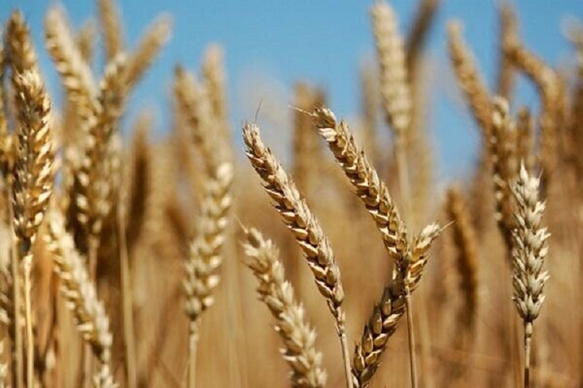 سرپرست وزارت کشاورزی‌: قیمت گندم مشخص نشده است| پرداخت مبلغ علی‌الحساب خرید گندم به کشاورزان