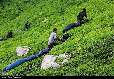 ایران زیباست | برداشت چای بهاره - گیلان