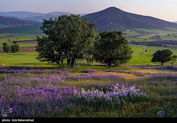 ایران زیباست | دشت گل‌های بنفش در شهرستان خرم آباد