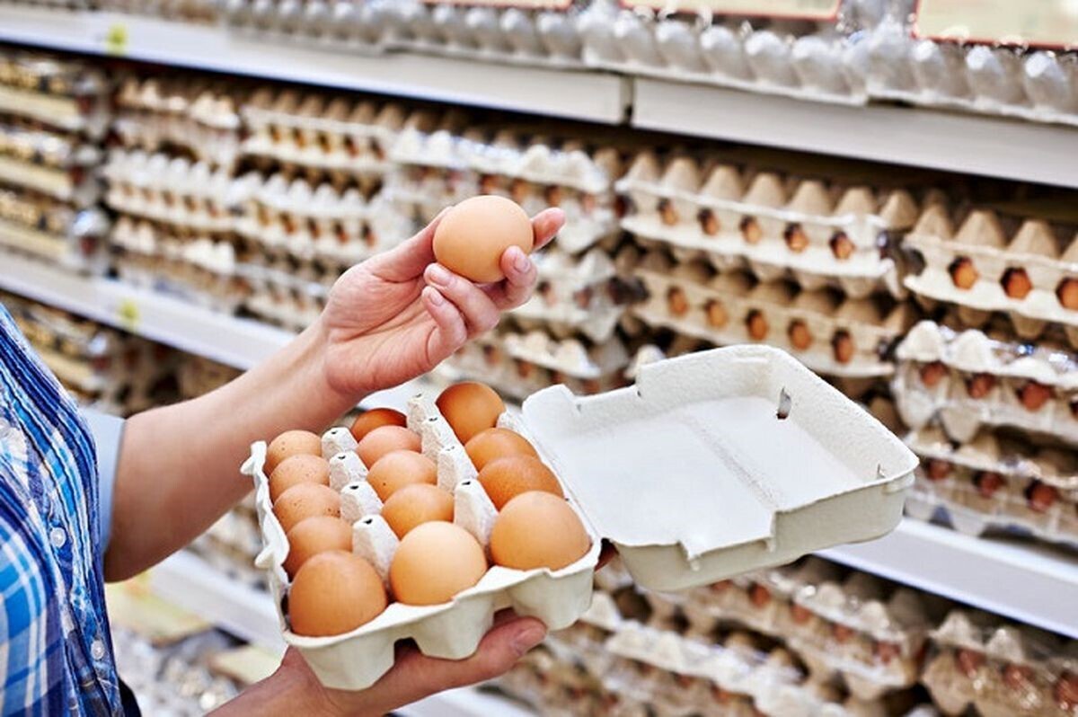 تخم مرغ در انتظار سرنوشت مرغ | مرغداران مرغ تخم گذار خراسان رضوی روزانه ۵ میلیارد تومان ضرر می‌کنند 
