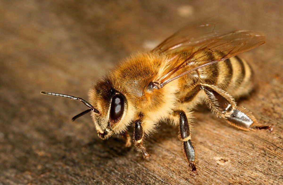 ویدئو| هجوم زنبورها در آمریکا