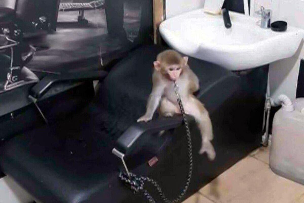 کشف یک قلاده میمون از یک آرایشگاه مردانه در مشهد + عکس