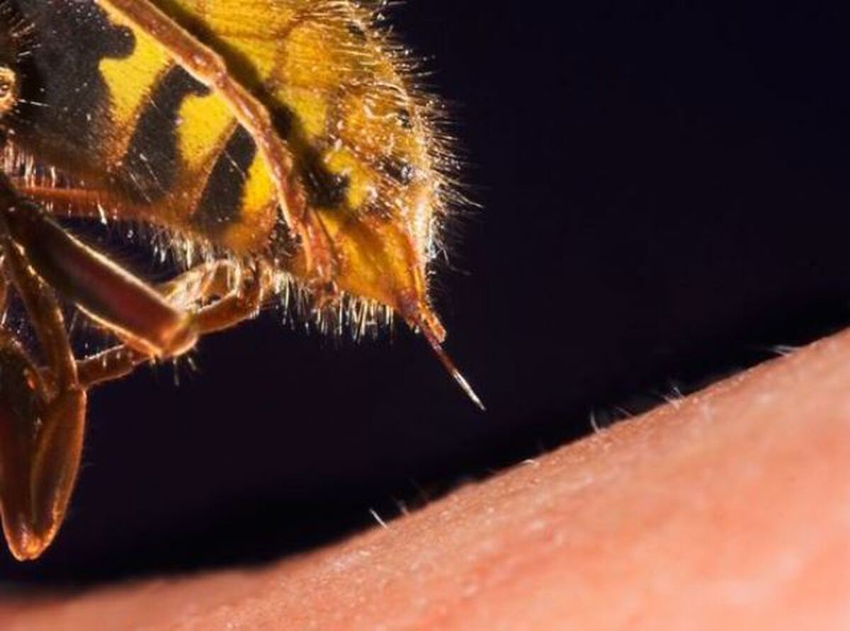 ویدئو| عملکرد نیش زنبور در بدن انسان