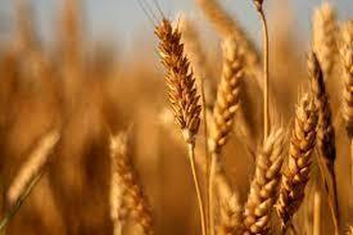 کشت گندم دیم در خراسان رضوی ۷۰ درصد کاهش یافت