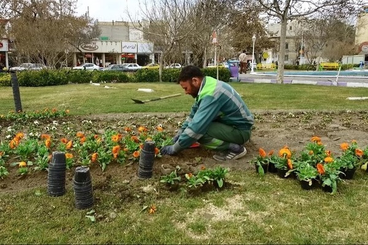 معاون شهردار مشهد: بیش از ۳.۵ میلیون بوته گل زینت‌بخش تابستان مشهد می‌شود