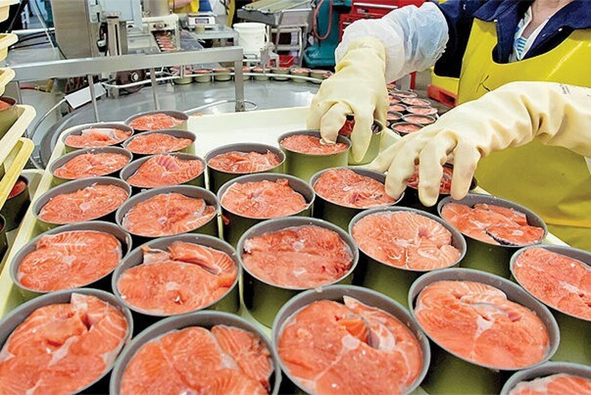 افزایش ۱۲۰ درصدی قیمت ماهی کنسروی | دلیل کمیاب شدن کنسرو ماهی در بازار چیست؟