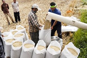 قیمت انواع برنج ایرانی کاهش یافت (۶ خرداد ۱۴۰۲)