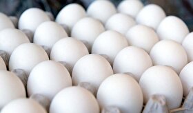روزانه ۳ هزار و ۸۰۰ تن تخم مرغ در کشور تولید می شود | قیمت منطقی هرشانه تخم مرغ ۱۰۶ هزار تومان است