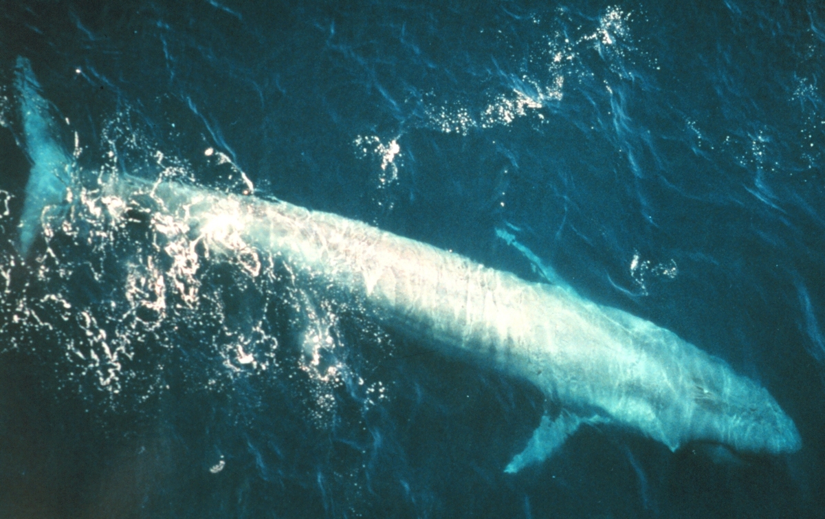 ویدئو| تصاویر جذاب از نهنگ آبی