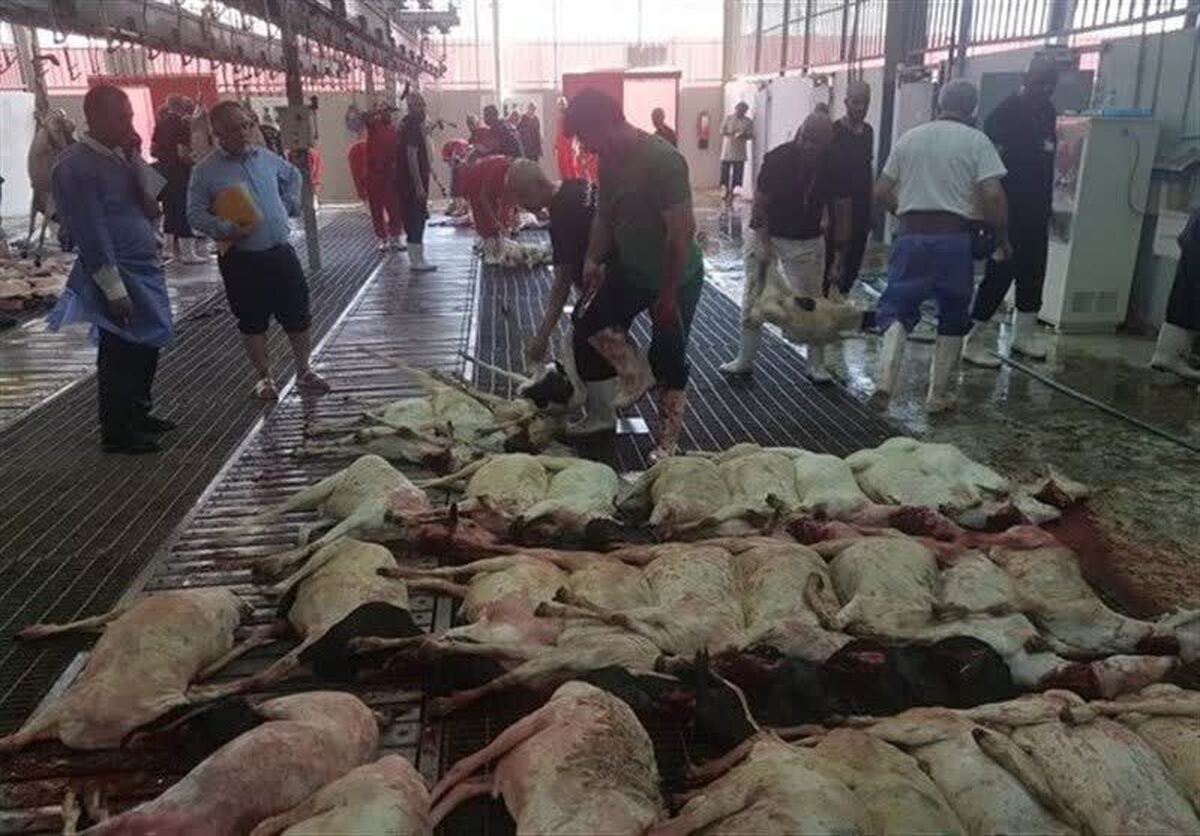 سازمان حج و زیارت: گوشت‌های قربانی حج به ایران فرستاده نمی‌شود