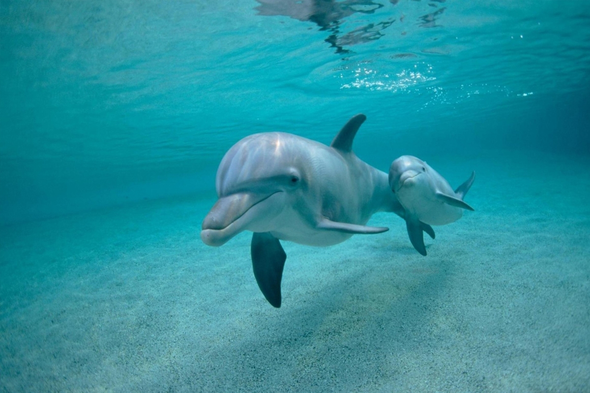 دلفین‌ها هم مثل انسان‌ها، برای صحبت با بچه‌هایشان، صدایشان را تغییر می‌دهند!