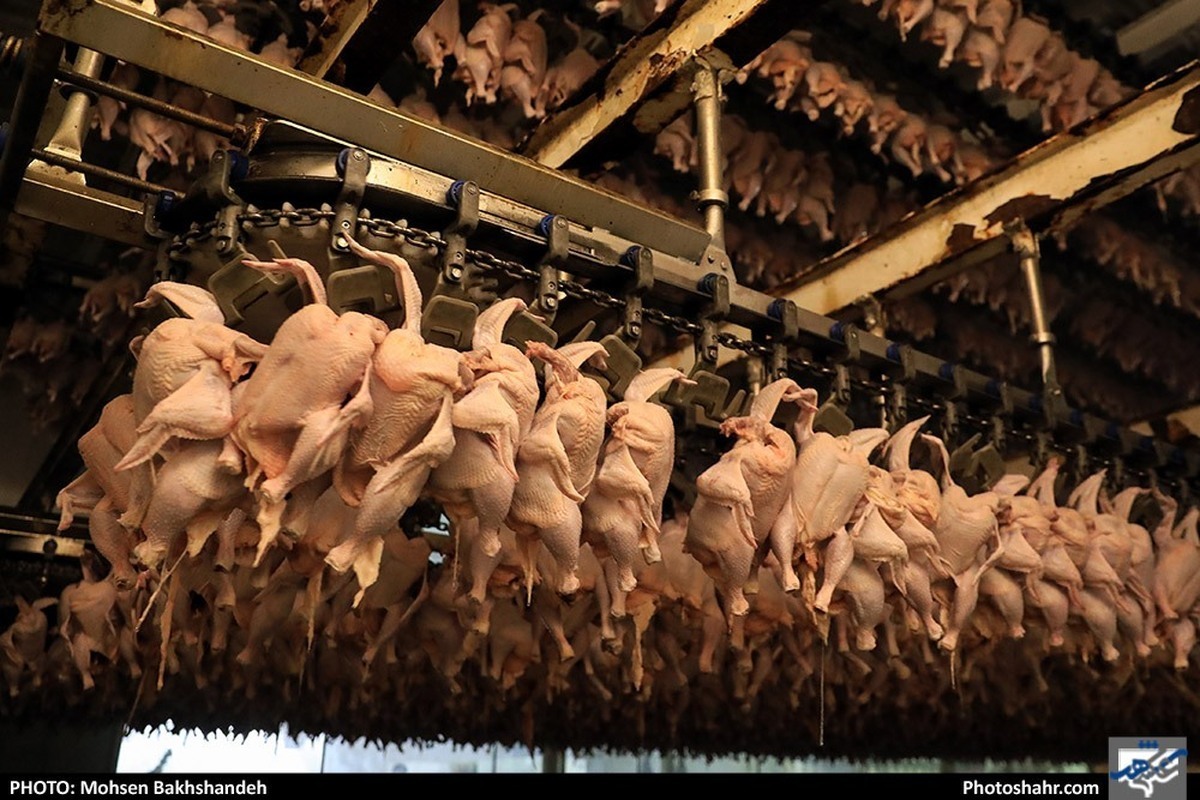 رمزگشایی مرکز آمار ایران از افزایش قیمت مرغ
