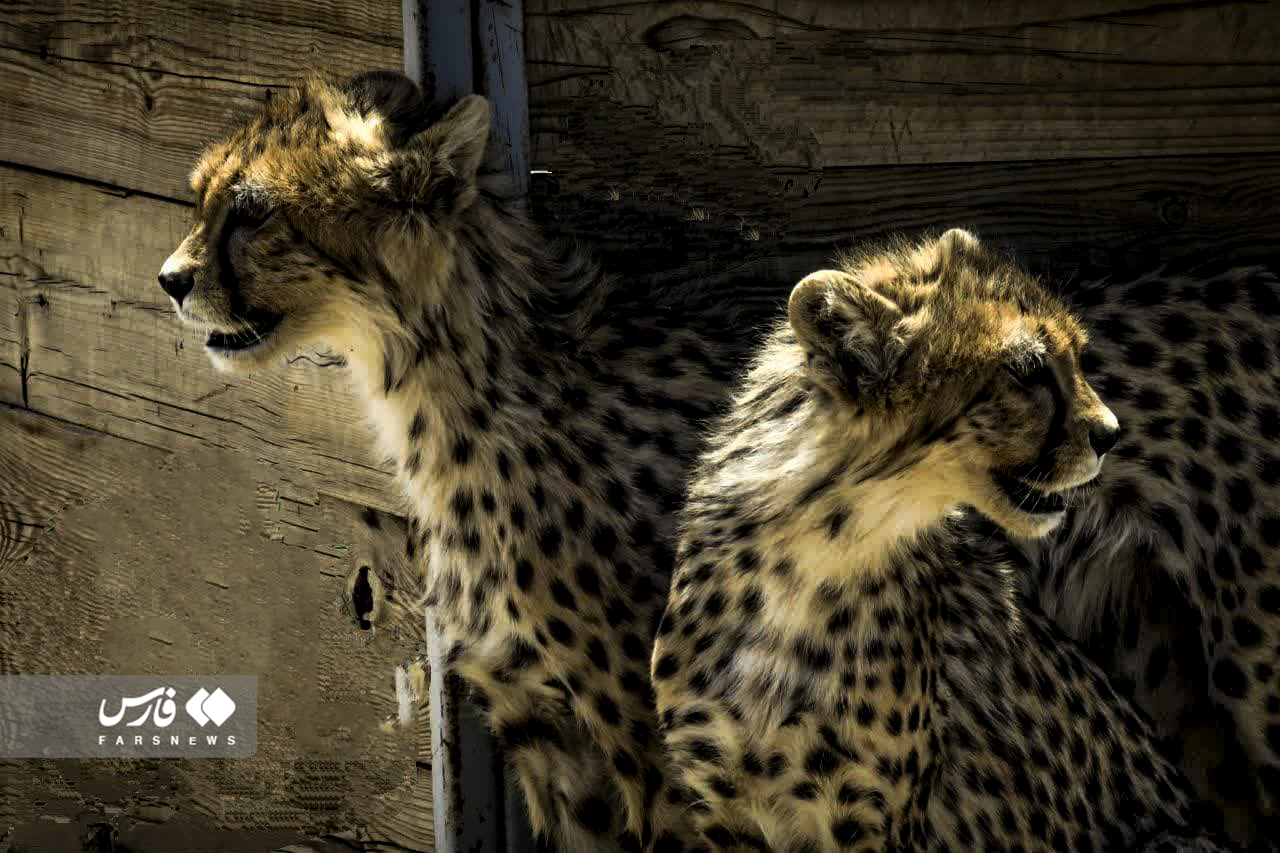 وضعیت «آذر» و «توران»، یوزپلنگ‌های ایرانی به روایت عکس