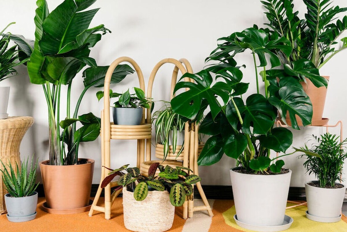 نکاتی درخصوص نگهداری از گل و گیاهان آپارتمانی + معرفی گیاهان مناسب برای منزل