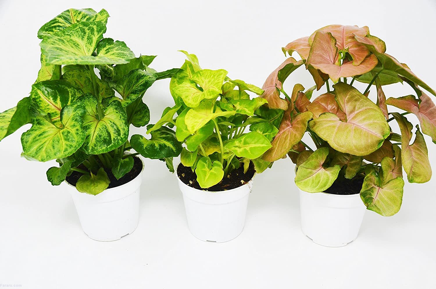 نکاتی درباره‌ی نگهداری از گل و گیاهان آپارتمانی + معرفی گیاهان مناسب برای منزل