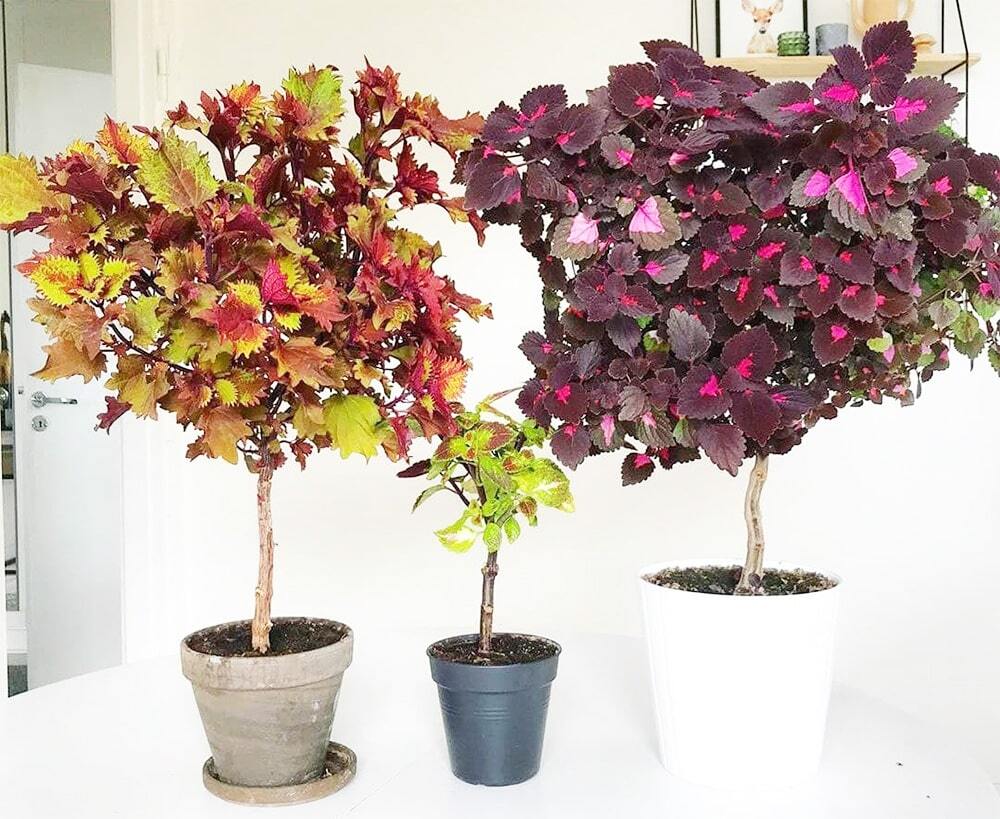 نکاتی درباره‌ی نگهداری از گل و گیاهان آپارتمانی + معرفی گیاهان مناسب برای منزل
