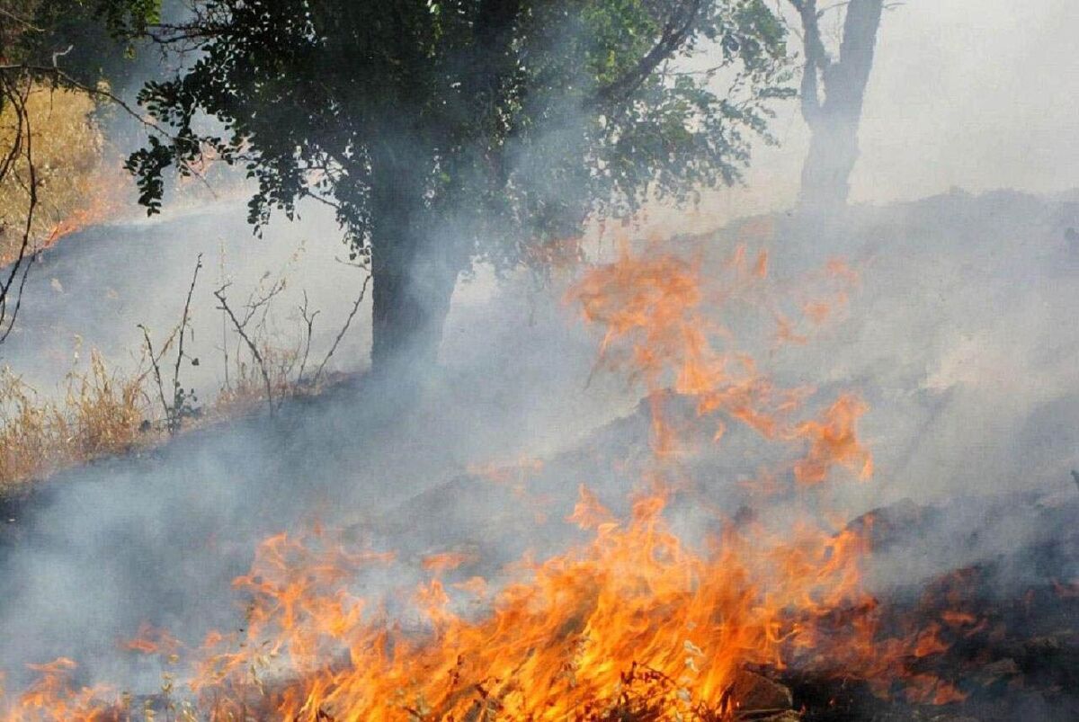 آتش به جان جنگل‌های مریوان افتاد| سه منطقه جنگلی در حریق می‌سوزند+فیلم