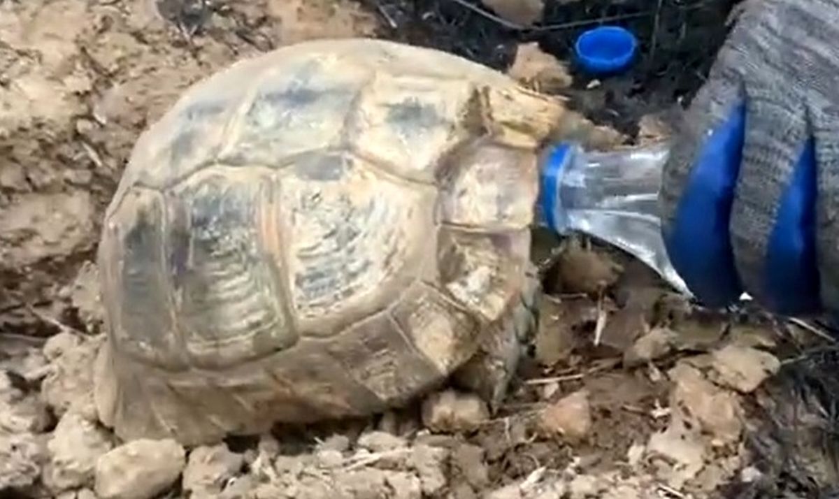 ویدئو| سیراب کردن لاک‌پشت نجات یافته از حریقِ مریوان