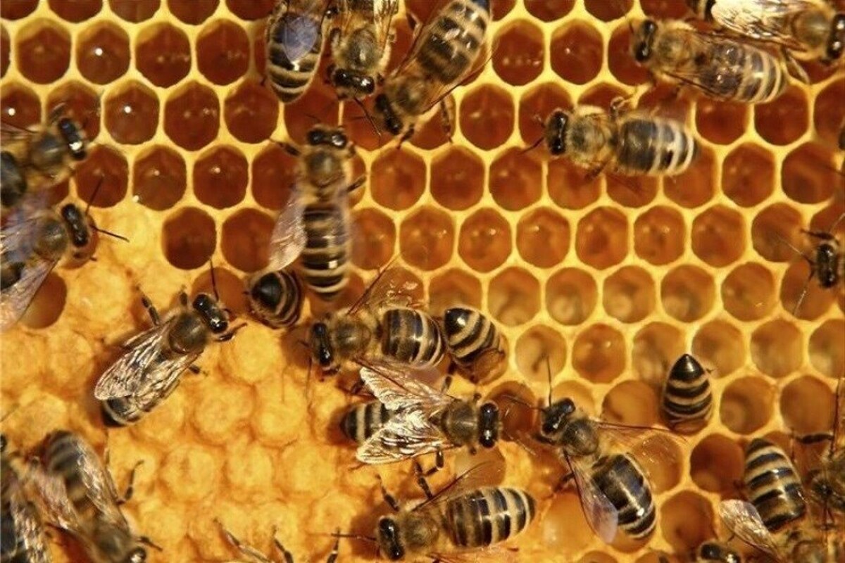 ویدئو| پیدا کردن کندو عسل طبیعی