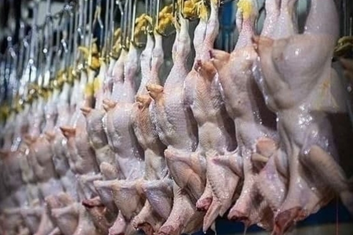 مرغ به اندازه کافی در بازار موجود است | قیمت مصوب مرغ چقدر است؟ (۳ مرداد ۱۴۰۲)