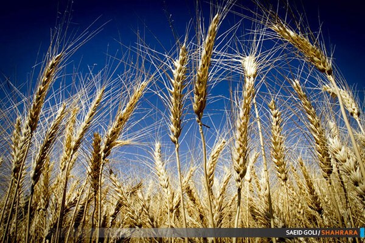 گندم تولیدی امسال خراسان رضوی، یکی از باکیفیت‌ترین انواع در کشور است