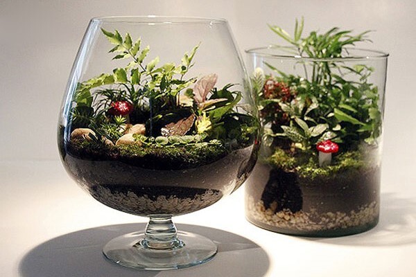 با تراریوم طبیعت را مهمان خانه‌ی خود کنید + روش ساخت باغ شیشه‌ای