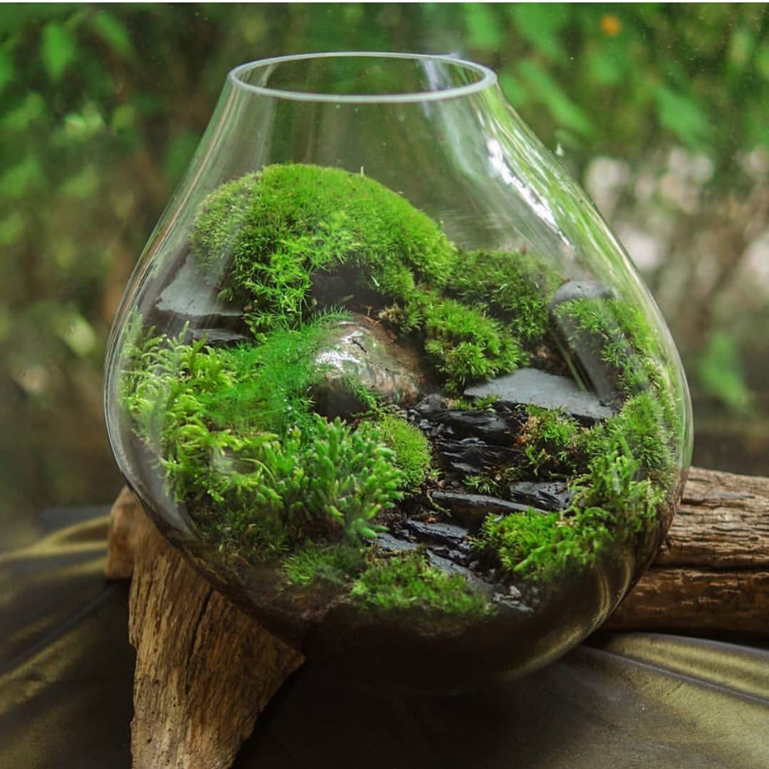 با تراریوم طبیعت را مهمان خانه‌ی خود کنید + روش ساخت باغ شیشه‌ای