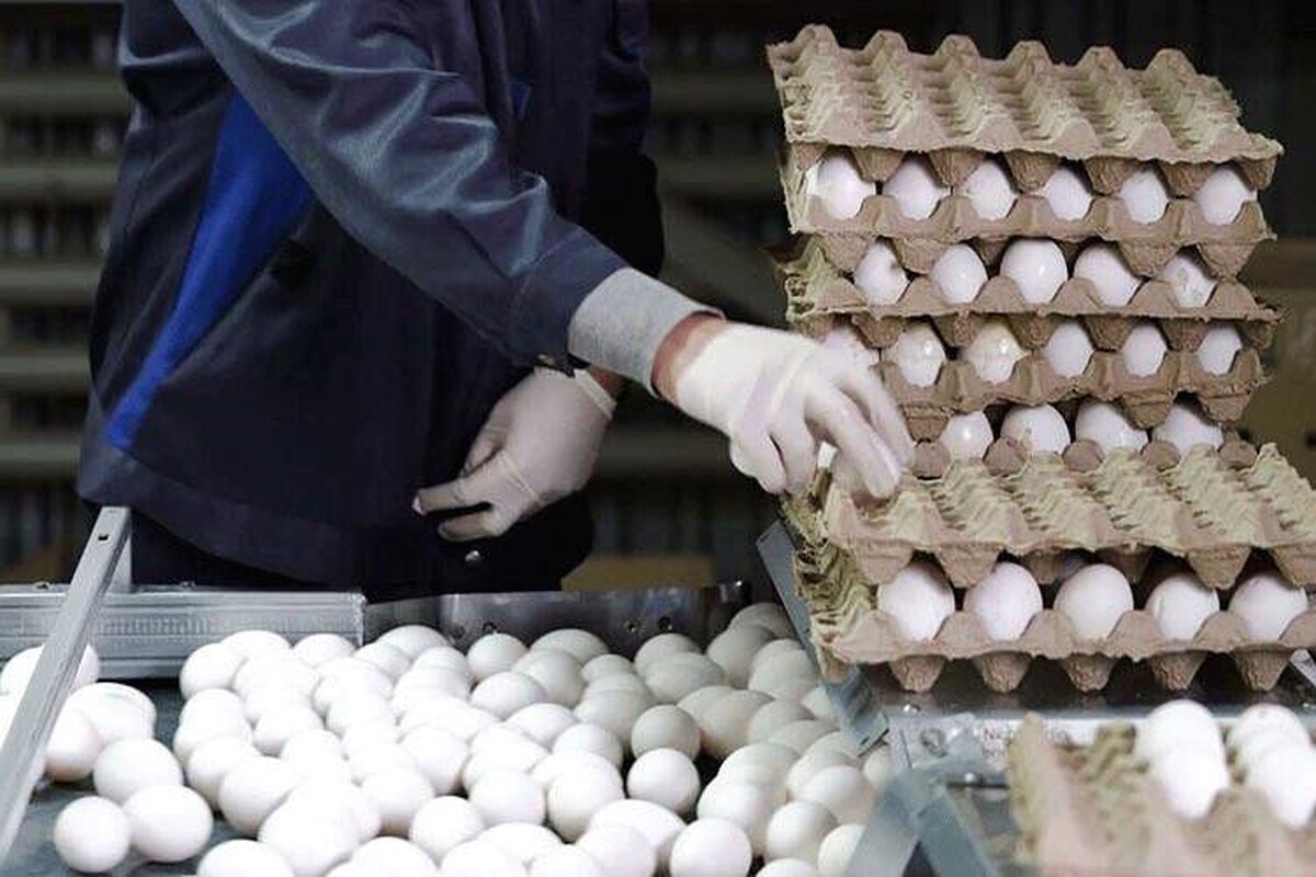 تولید تخم مرغ در خراسان رضوی بیش از نیاز است