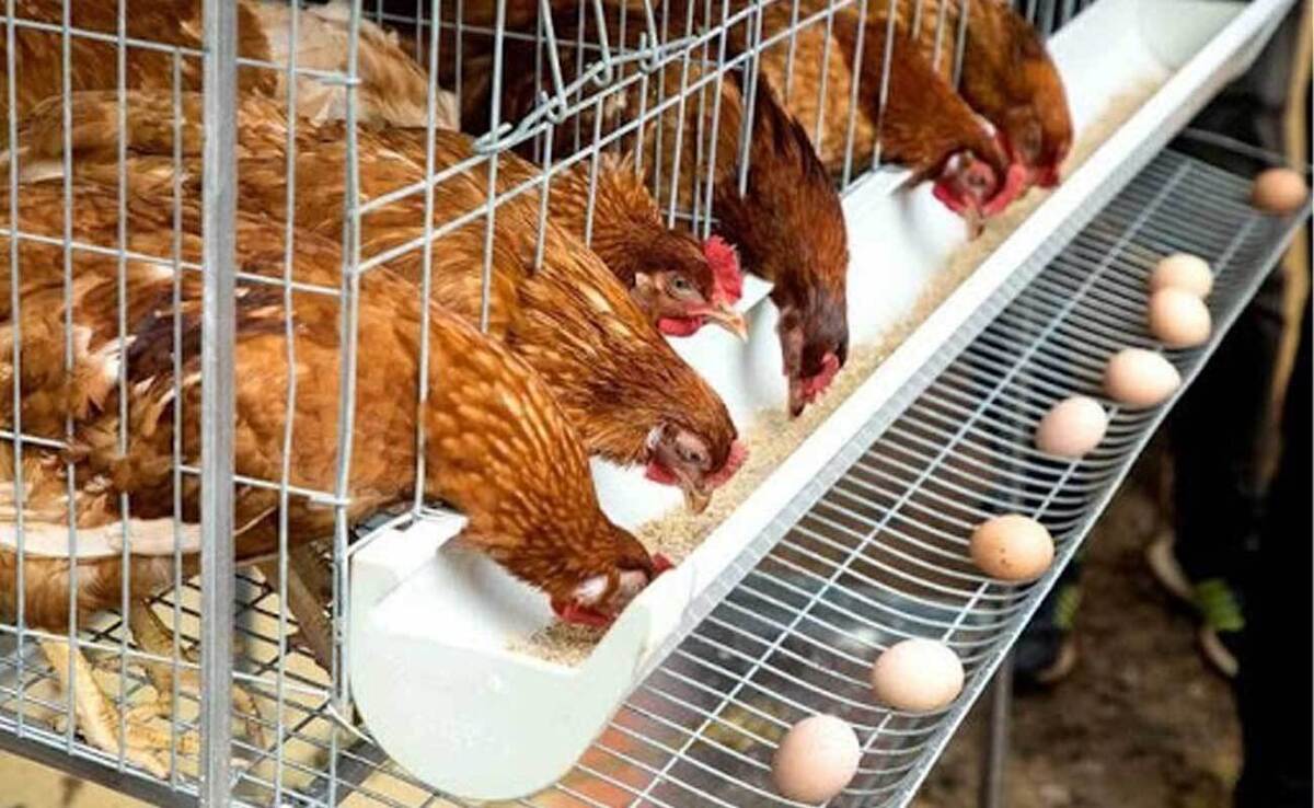 مرغداران برای تامین خوراک طیور همچنان دچار مشکل هستند