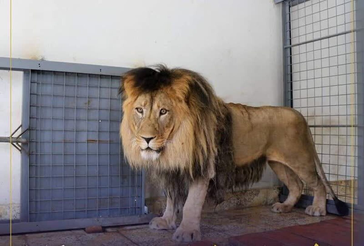 شیر پسر عموی حامد کرزی از قندهار به باغ وحش کابل منتقل شد