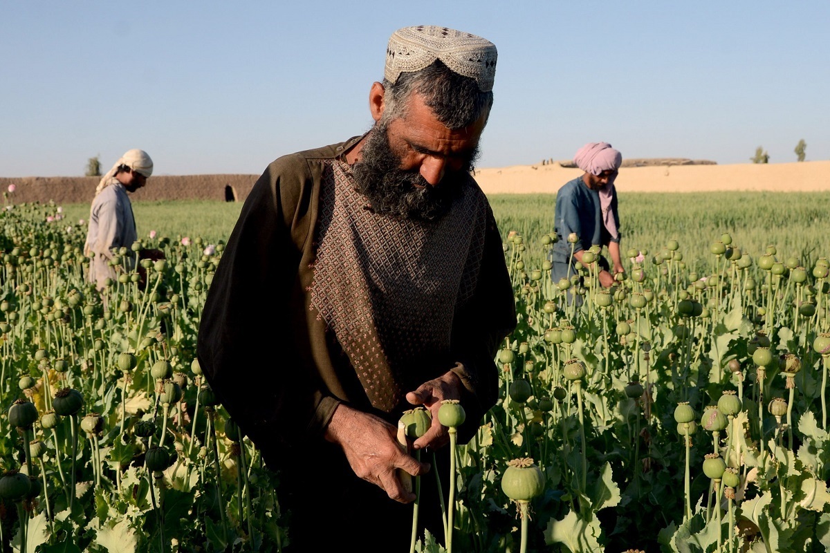 تجارت مواد مخدر افغانستان دارد رونق می‌گیرد | طالبان مدعی است که «برنامه‌ای ۴ساله» برای ریشه‌کن‌کردن قاچاق مواد مخدر دارد